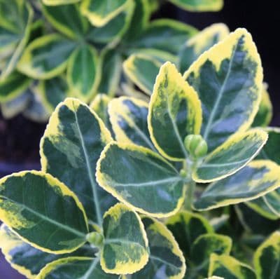 Euonymus japonicus Marieke x 3 Litre