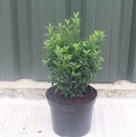 Euonymus japonicus Microphyllus 2 Litre