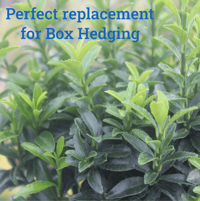 Euonymus japonicus Microphyllus 2 Litre