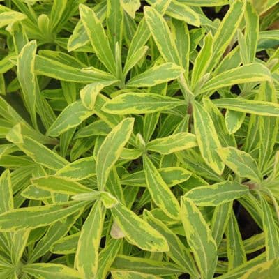 Euphorbia Ascot Rainbow 3 Litre