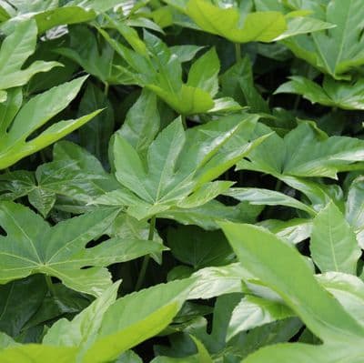 Fatsia Japonica 3 Litre