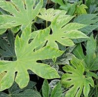 Fatsia japonica Spiders Web
