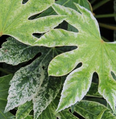 Fatsia japonica Spiders Web
