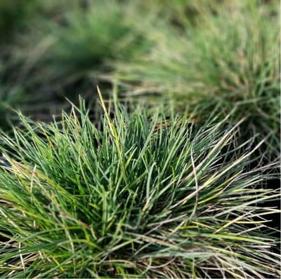 Festuca Elijah Blue 2 Litre