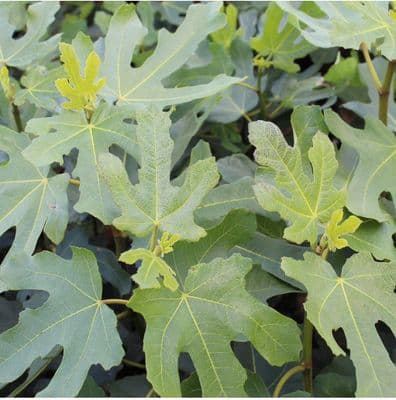 Ficus (Fig) carica Brown Turkey 3 Litre