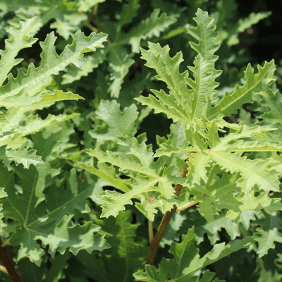 Ficus (Fig) carica Ice Crystal x 3 Litre