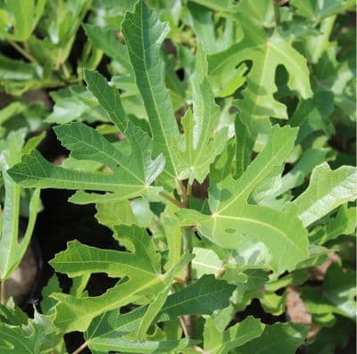 Ficus (Fig) carica Little Miss Figgy 3 Litre