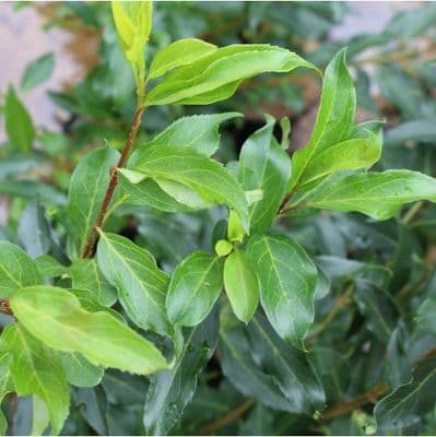 Forsythia x intermedia Gold Rush x 3 Litre