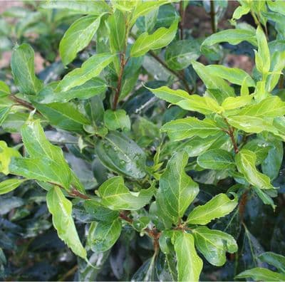 Forsythia x intermedia Lynwood Gold 3 Litre