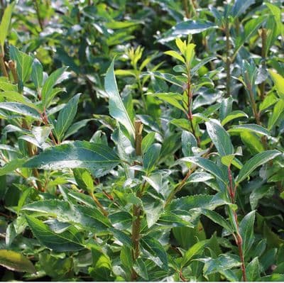 Forsythia x intermedia Spectabilis x 3 Litre