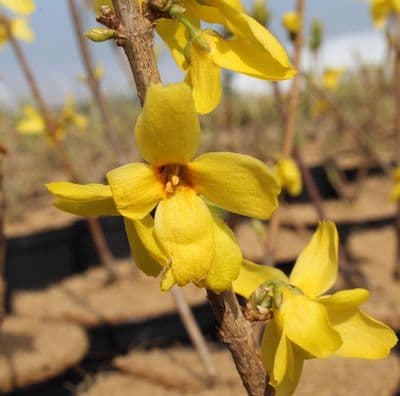 Forsythia x intermedia Weekend 3 Litre