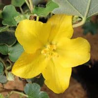 Fremontodendron California Glory 3 Litre