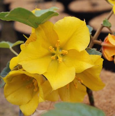 Fremontodendron California Glory 3 Litre