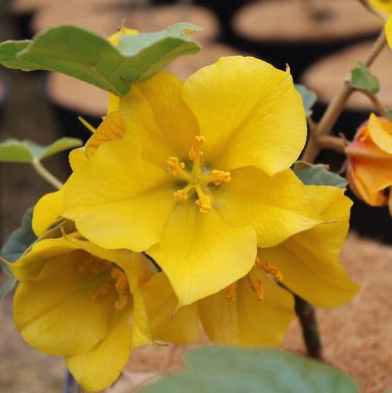 Fremontodendron California Glory 3 Litre