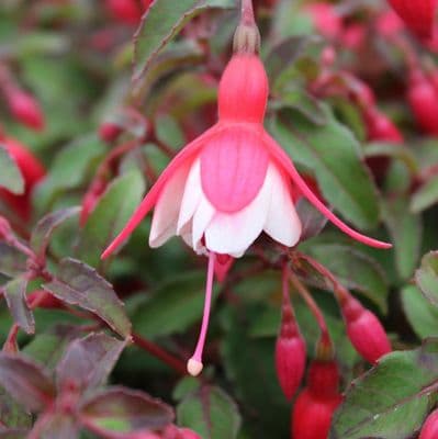 Fuchsia Alice Hoffman