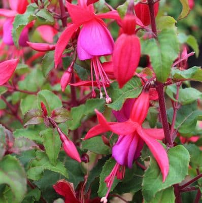 Fuchsia Beacon