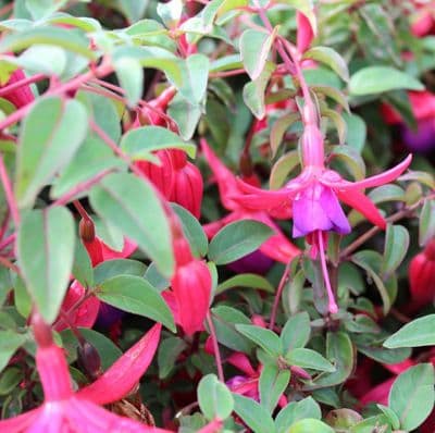 Fuchsia Brutus 2 Litre