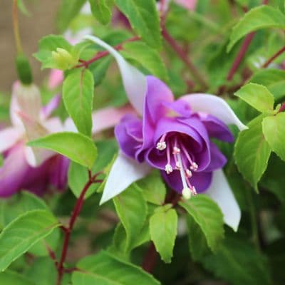 Fuchsia Delta's Sarah