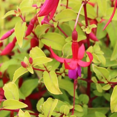 Fuchsia Genii