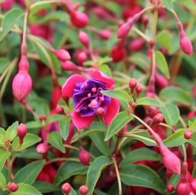 Fuchsia Tom Thumb