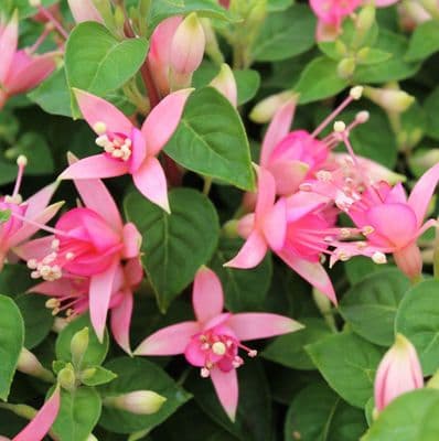 Fuchsia Walz Jubelteen