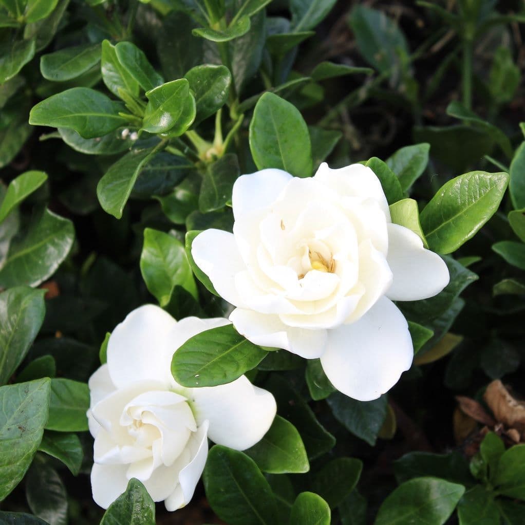 Gardenia augusta Crown Jewel 3 Litre