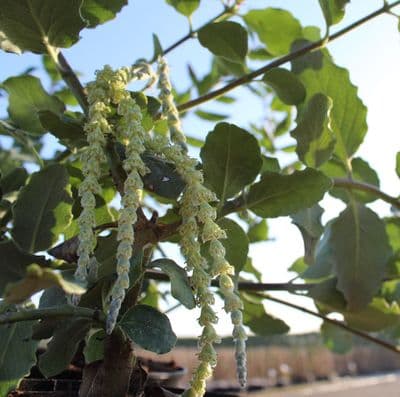Garrya elliptica 3 Litre
