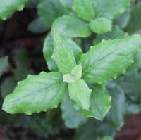 Garrya elliptica James Roof  3 Litre