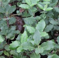 Garrya elliptica James Roof  3 Litre