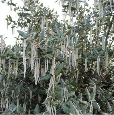 Garrya elliptica James Roof  3 Litre