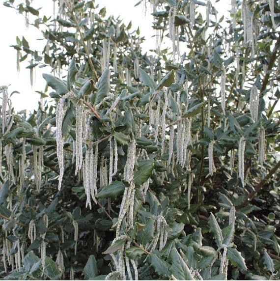 Garrya elliptica James Roof  3 Litre