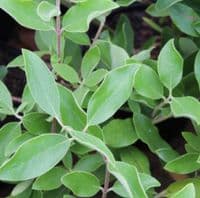 Garrya x thuretti 3 Litre