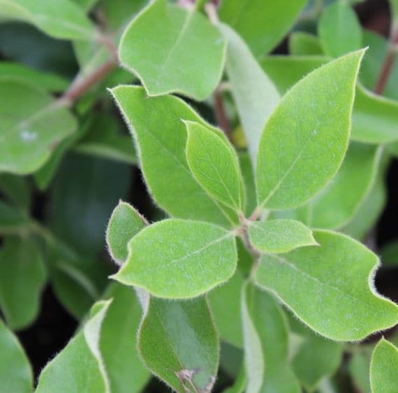 Garrya x thuretti 3 Litre