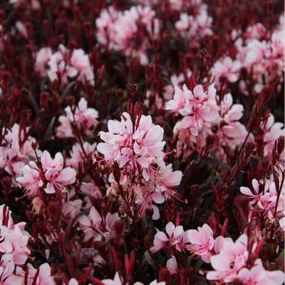 Gaura Gaudi Pink 2 Litre