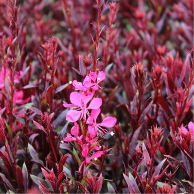 Gaura Gaudi Red 2 Litre