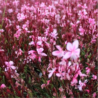 Gaura lindheimeri Passionate Blush 3 Litre