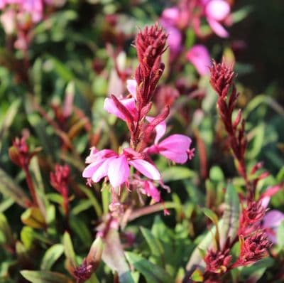Gaura Siskiyou Pink 3 Litre