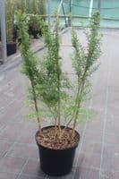 Genista Porlock