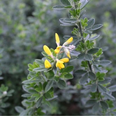 Genista Porlock 3 Litre