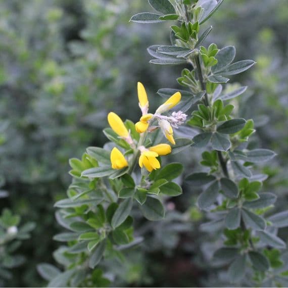 Genista Porlock