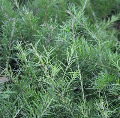 Grevillea Olympic Flame 3 Litre