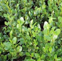 Griselina littoralis Green Horizon 3 Litre