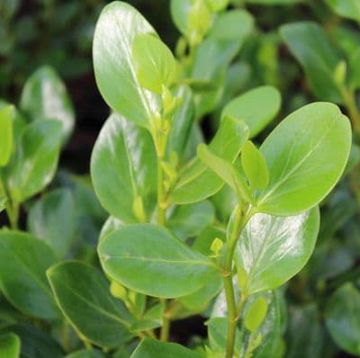 Griselina littoralis Green Horizon 3 Litre