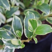 Griselinia littoralis Bantry Bay 3 Litre