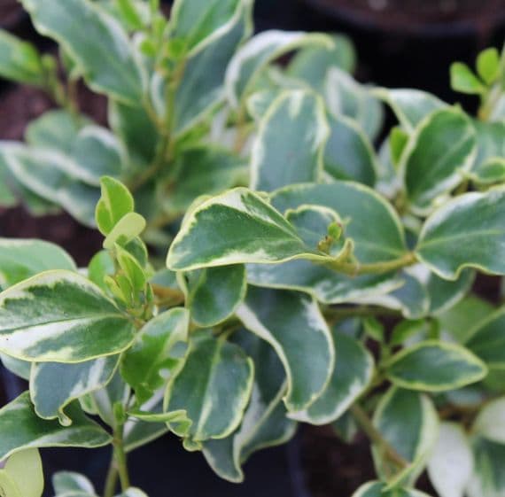 Griselinia littoralis Bantry Bay 3 Litre