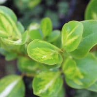 Griselinia littoralis Brodick Gold 3 Litre