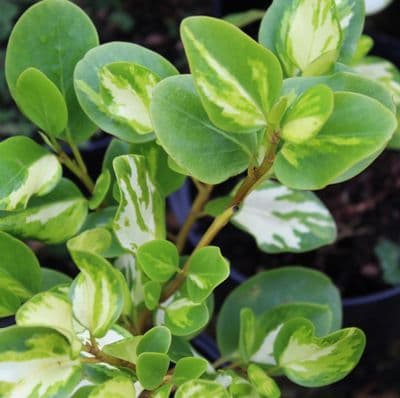 Griselinia littoralis Brodick Gold 3 Litre