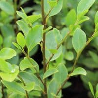 Grisselina littoralis 3 Litre