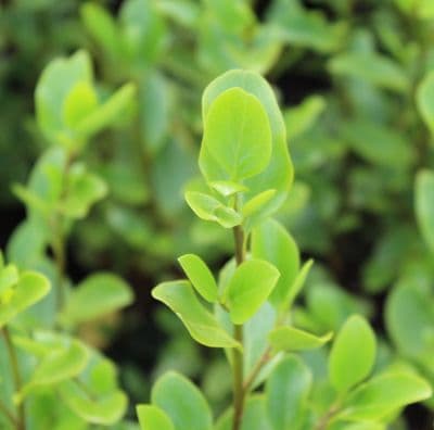 Grisselina littoralis 3 Litre