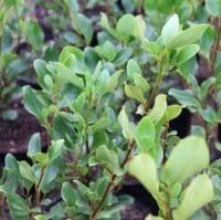 Grisselina littoralis Redge 3 Litre